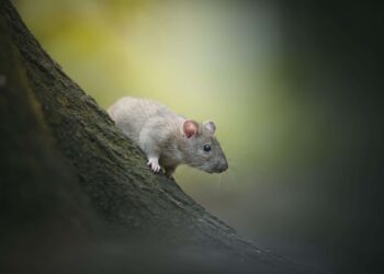 Trying To Escape the Musician’s Rat Race